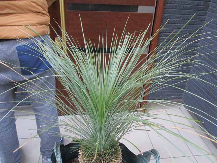 根が良く張っています クサントロエア・グラウカ xanthorrhoea glauca