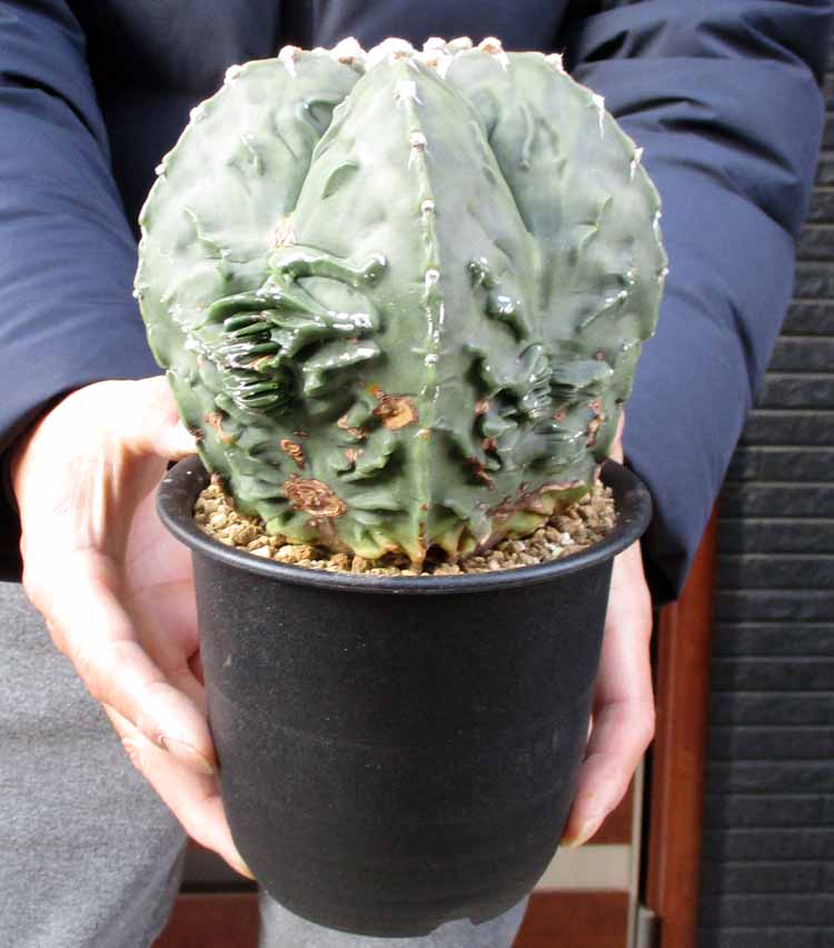 楽天市場】【現品】コルクの木 コルクガシ 樫の木（コルクガシ