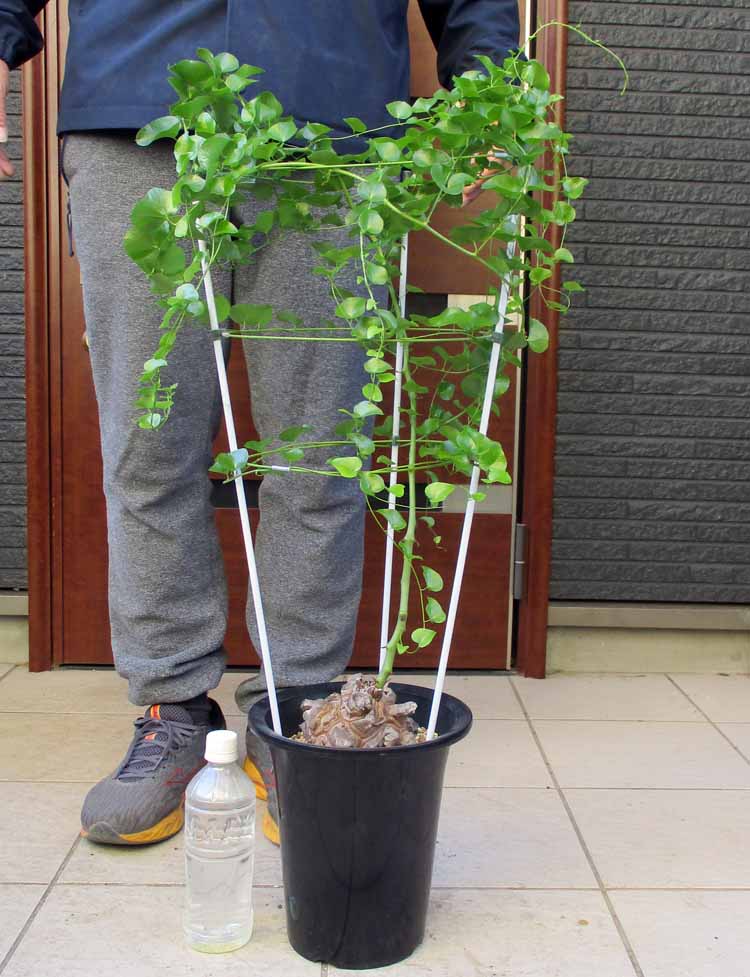 『大株ワイルド亀甲龍』 ディオスコレア亀甲竜の基本情報・育て方｜多肉植物・サボテン