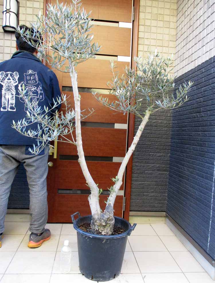 楽天市場】2階以上へお届けはできません。【現品・現物