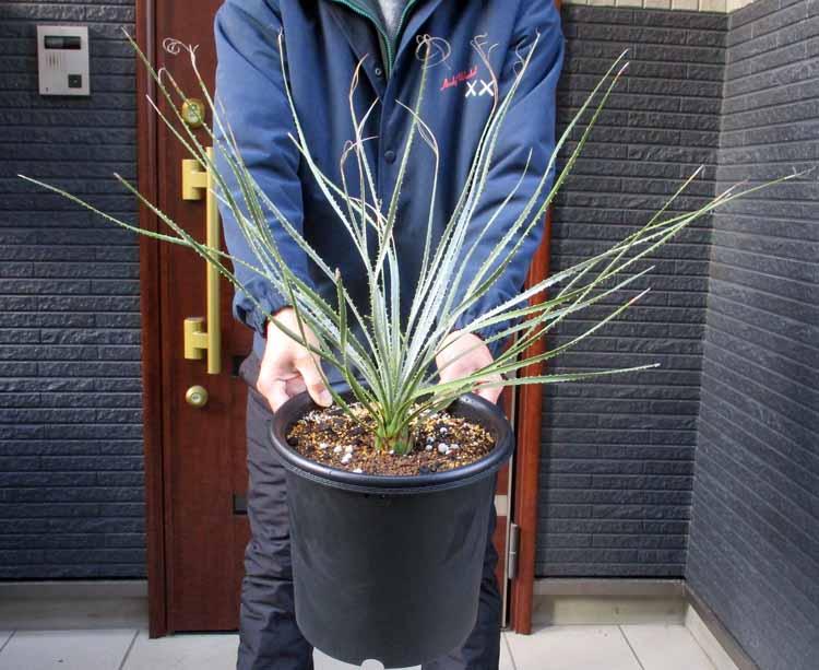 楽天市場】【現品・現物】ピニョン松・マルチネスピニョンマツ