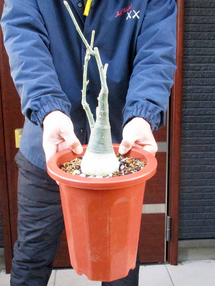 楽天市場】【現品・現物】ブリガミア・インシグニス Brighamia