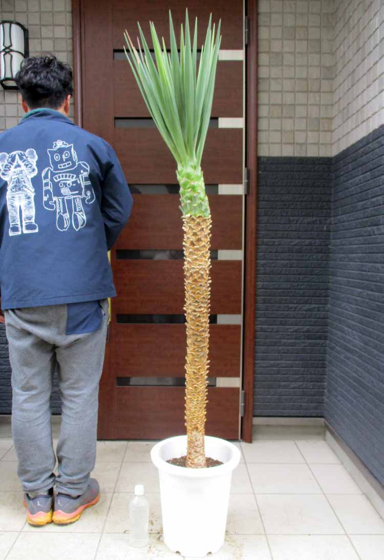 楽天市場】【現品・現物】ユッカ・リネアリフォリア - yucca