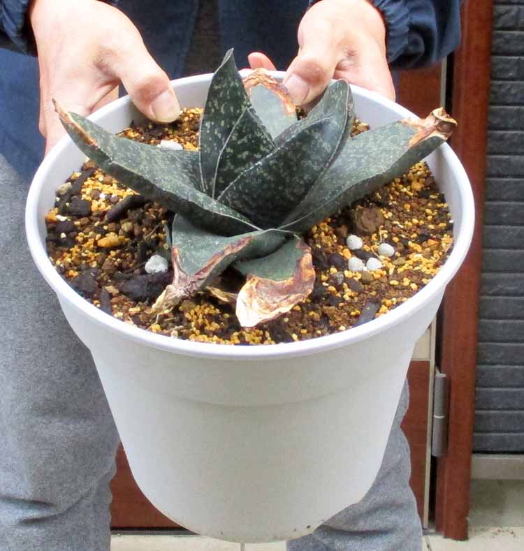 【現品】ケラリア・ナマクエンシス　6号　X64番 楽天市場】☆【現品・現物】ケラリア・ナマクエンシス 6号 X64番