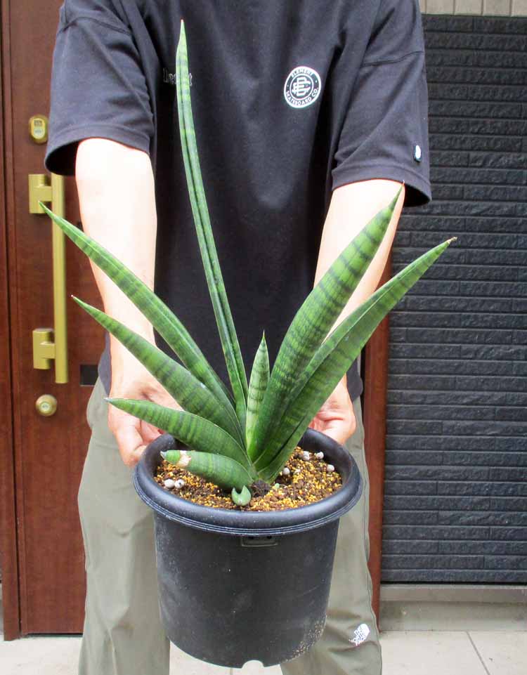 【現品】サンスベリア・ボンセレンシス　8号 (サンセベリア・ボンセレンシス）２Ｔ 楽天市場】☆NEW!【現品・現物】サンスベリア・ボンセレンシス 8