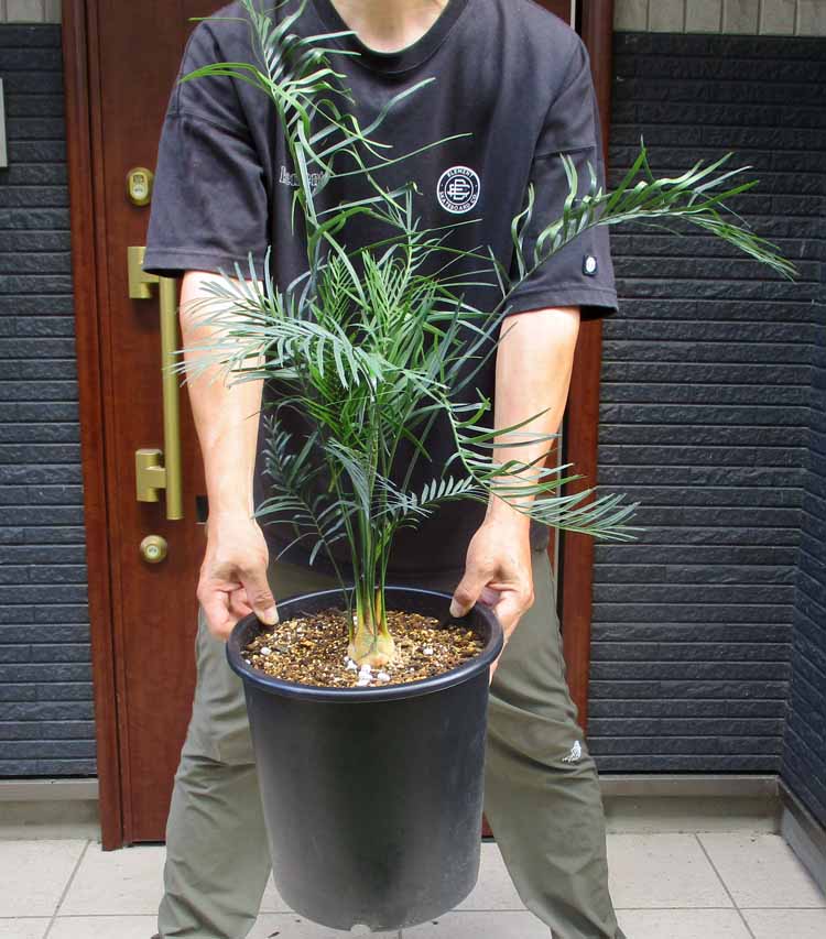 楽天市場】NEW!【現品・現物】マクロザミア・ムーレイ 10号 M6番