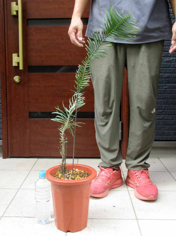 楽天市場】【現品・現物】【耐寒性ヤシ 椰子】チャメロプス