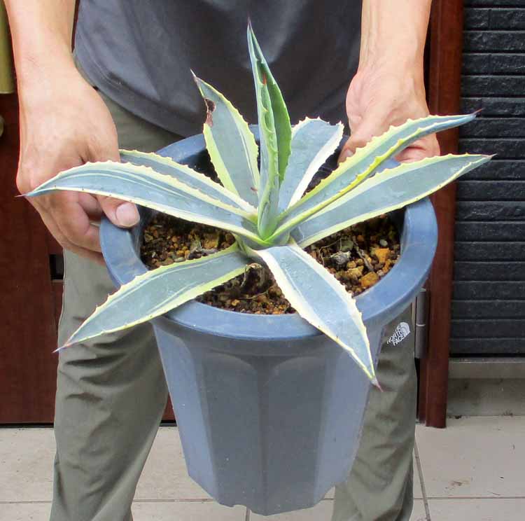 アガベ　華厳　57センチ❗ アガベ 華厳 57センチ❗