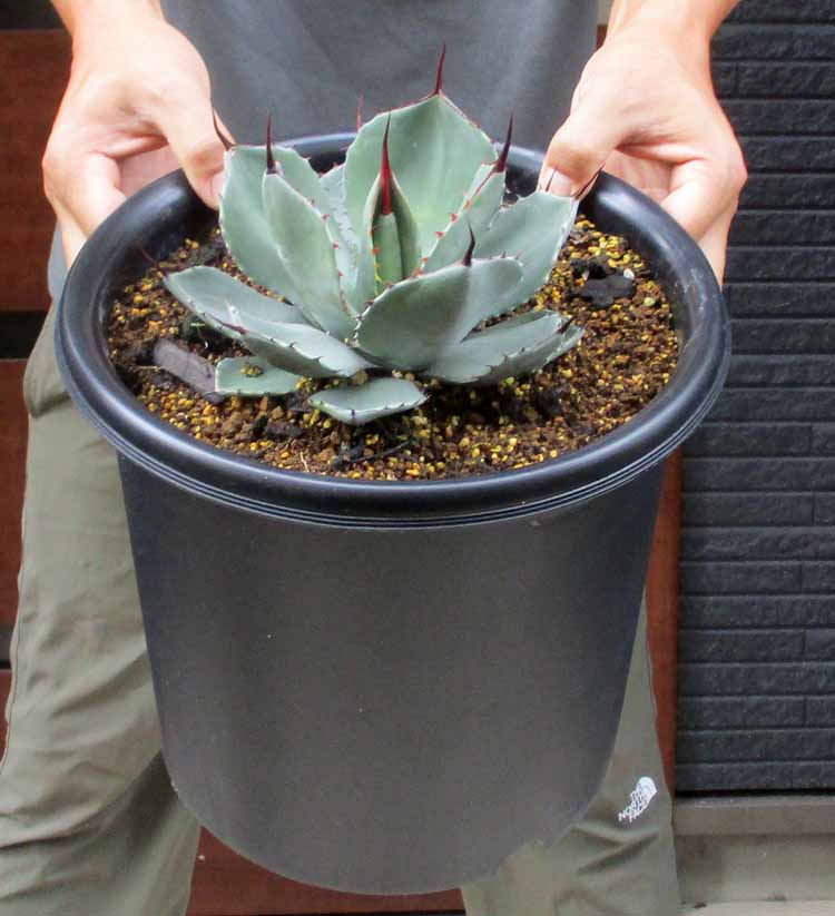 最終価格！アガベ・シルバーサーファー超大株！ ⚠️注意！発送出来ません！ 最終価格！アガベ・シルバーサーファー超大株！ ⚠️注意！発送