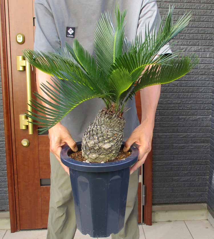 楽天市場】【現品発送】奄美姫蘇鉄(アマミヒメソテツ) 大株 苗木 12号