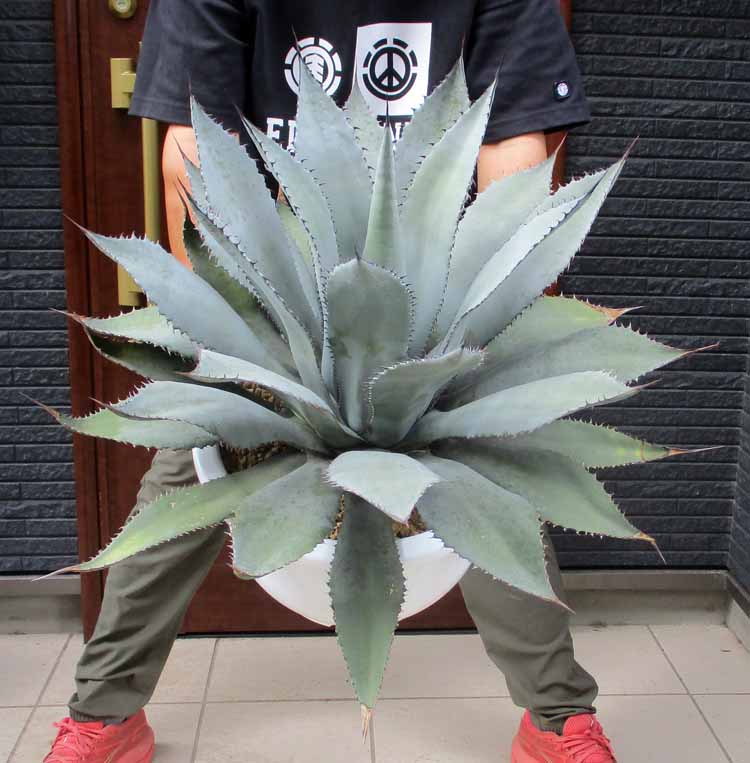 楽天市場】【現品・現物】アガベ・スノーグロー Agave hyb.'Snow