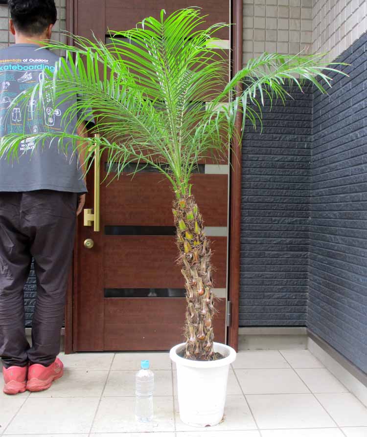 楽天市場】【現品・現物】【耐寒性ヤシ 椰子】チャメロプス・フミリス