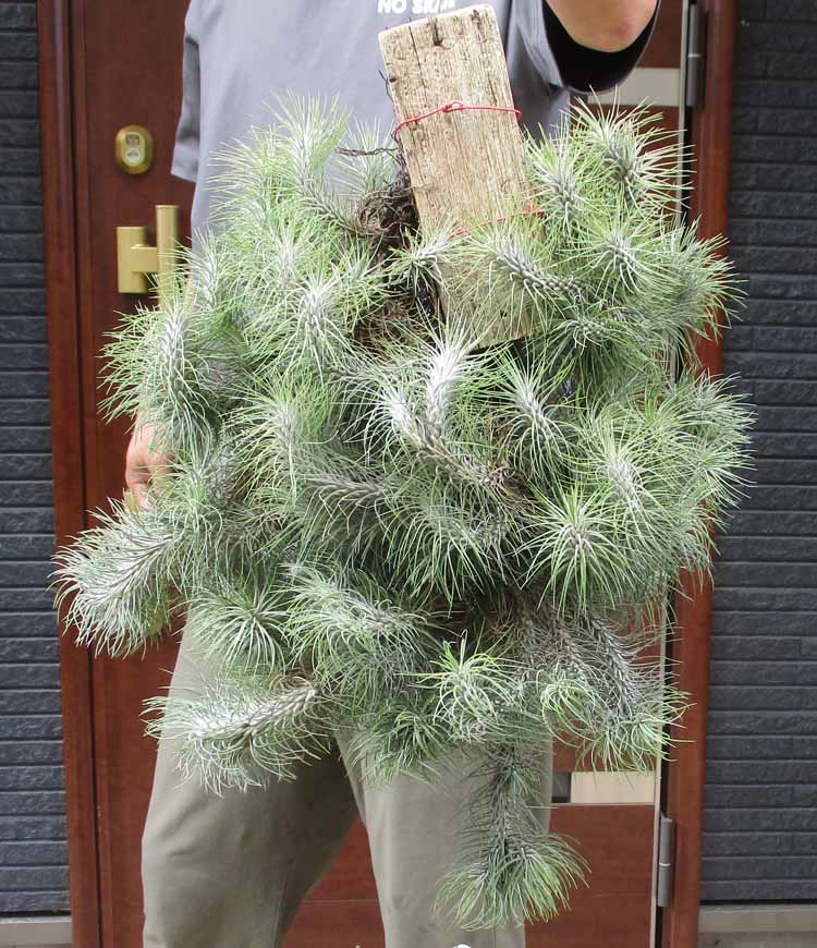 楽天市場】【現品・現物】ブリガミア・インシグニス Brighamia