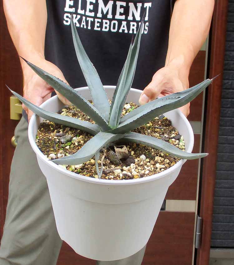 楽天市場】【現品】アガベ グレートホワイトシャーク 6号鉢植え【産直