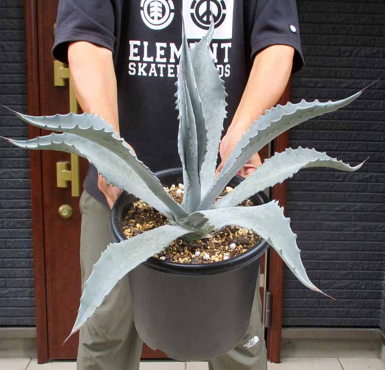 楽天市場】ロックガーデン・ドライガーデンにお勧め【現品・現物