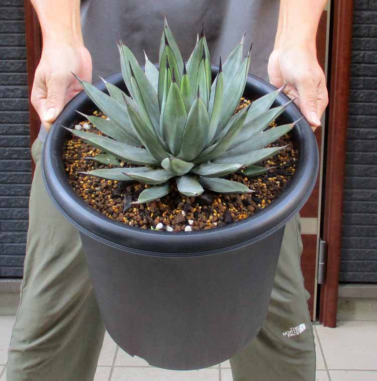 【現品】アガベ・スノーグロー Agave hyb.' Grow'8号ま5 楽天市場】【現品・現物】アガベ・スノーグロー Agave hyb.'Snow