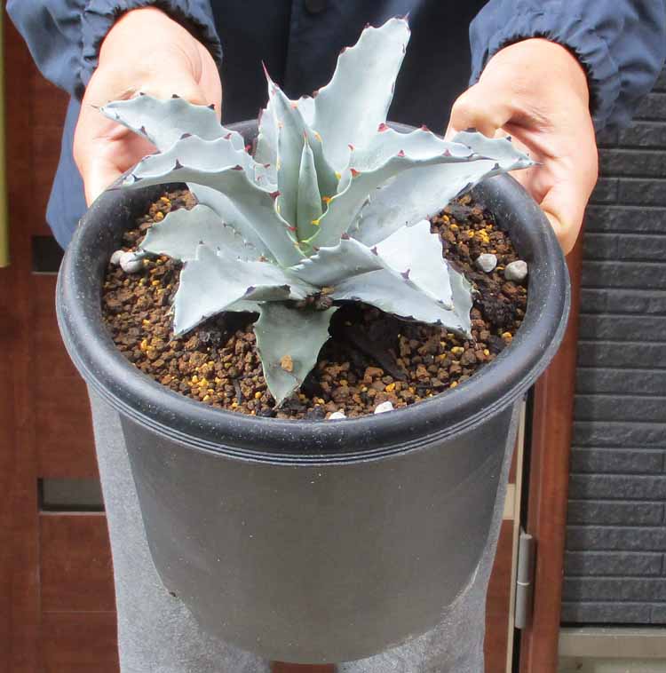 楽天市場】【現品・現物】アガベ ”シャークスキン”8号 9H番