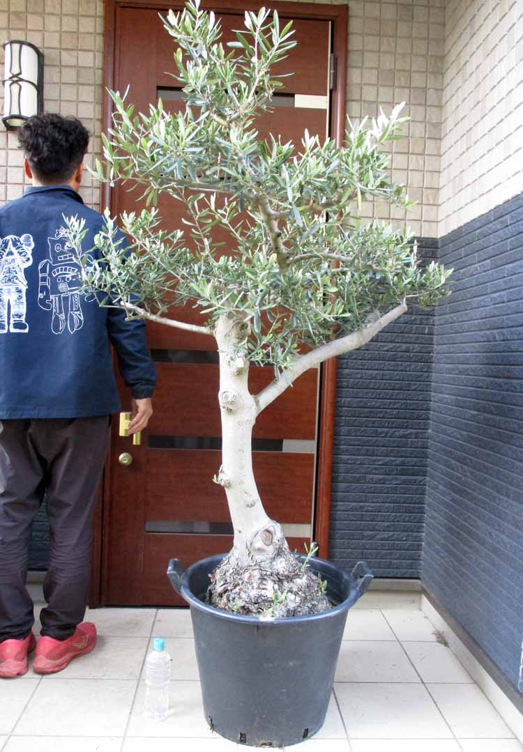 楽天市場】冬は落葉します。発根済【現品・現物】【盆栽】バオバブの木