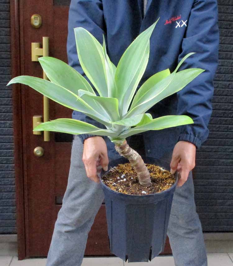 【現品】アガベ・アテナータ ボーチンブルー　10号　R5番 楽天市場】【現品・現物】アガベ・アテナータ ボーチンブルー 10号 R5