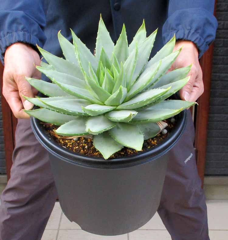 楽天市場】【現品・現物】渦巻きアロエ アロエ・ポリフェラ（アロエ