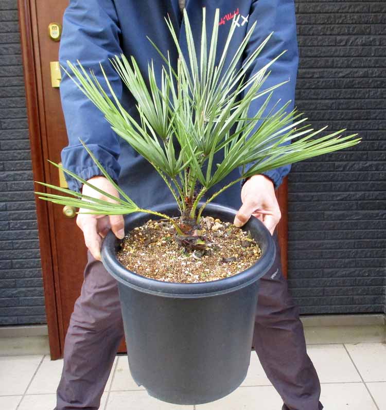 楽天市場】【現品・現物】【耐寒性ヤシ 椰子】チャメロプス・フミリス
