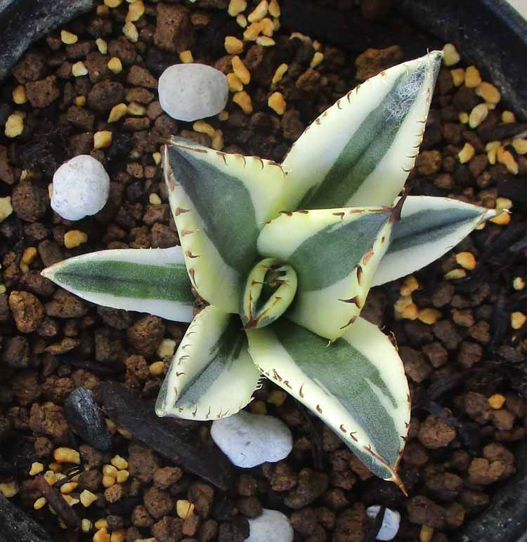 楽天市場】【現品・現物】【送料無料】アガベ・オテロイ 7号 MK番