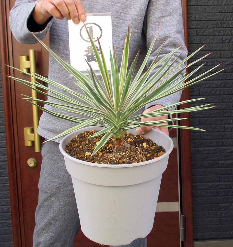 楽天市場】【現品】ユッカ ファクソニアーナ 13号【産直】 : 千草園芸