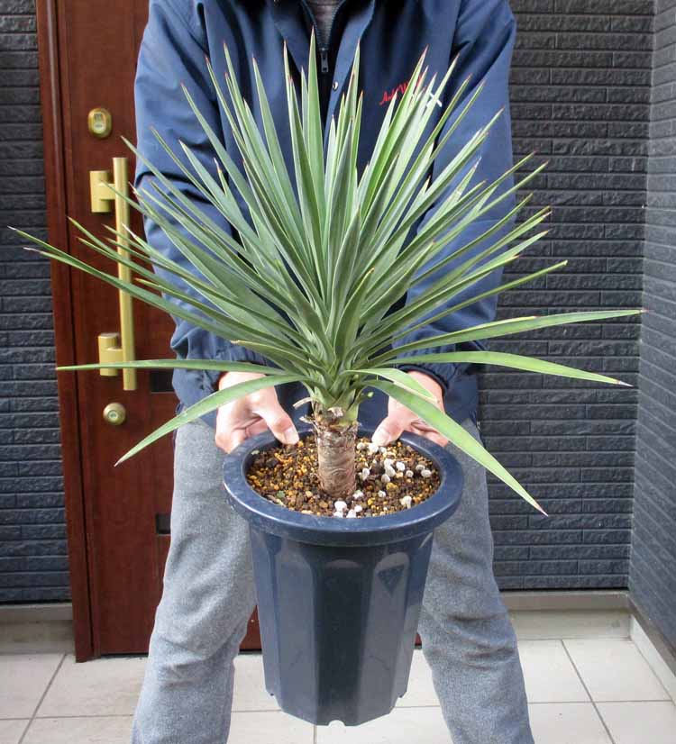楽天市場】【現品・現物】ユッカ・ファクソニアーナ yucca faxoniana