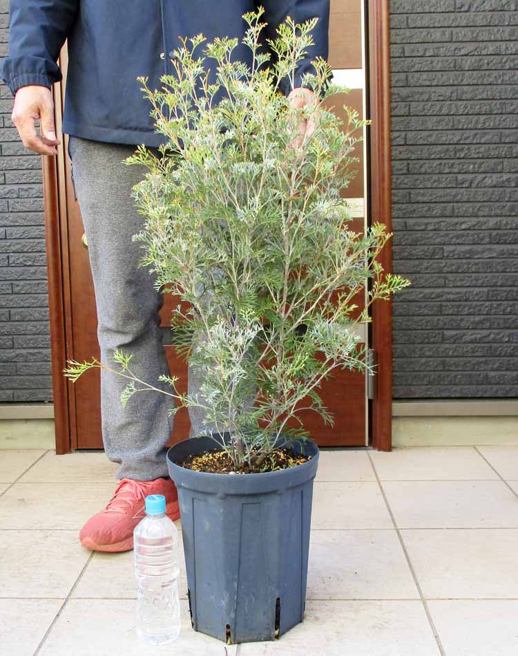 楽天市場】大型にて日時指定できません【現品・現物】グレビレア