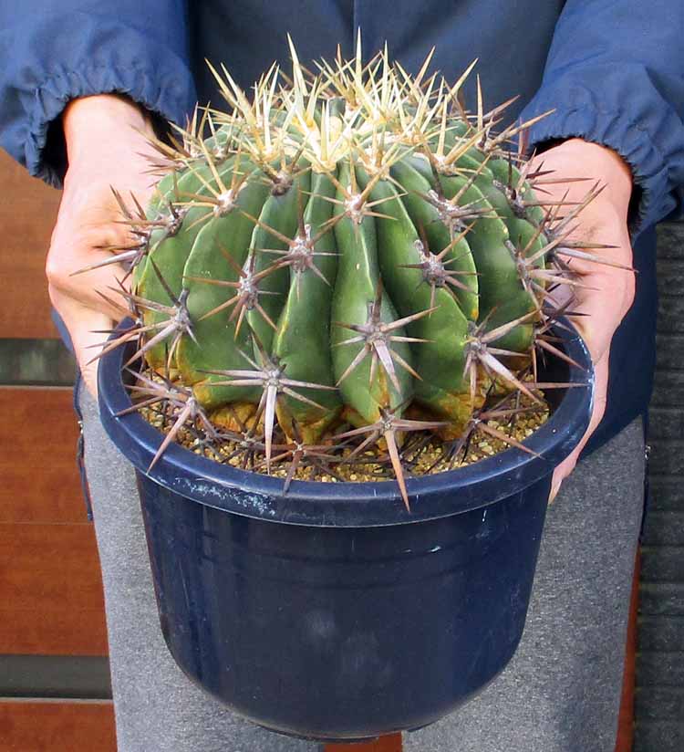 楽天市場】サボテン：フェロカクタス 強刺文鳥丸*幅18cm 現品！一品