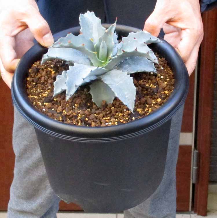 楽天市場】NEW!【現品・現物】鉢割れあり アガベ 怒雷神錦（イカリ