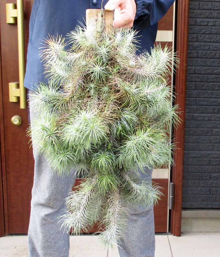 楽天市場】【現品・現物】ブリガミア・インシグニス Brighamia