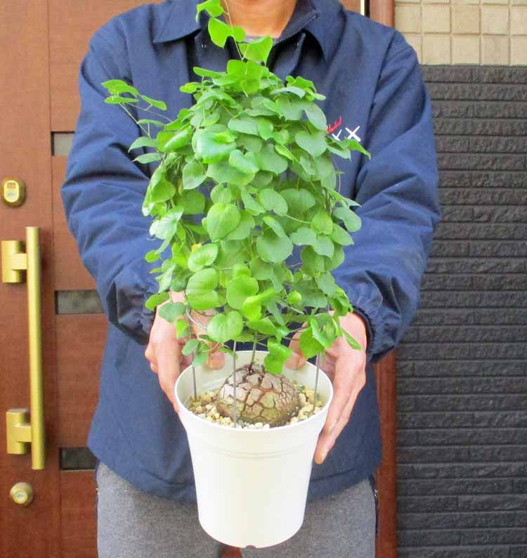 楽天市場】【現品・現物】塊根植物 アフリカ亀甲竜 5号（キッ