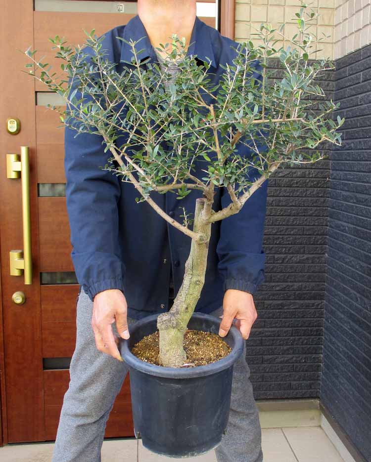 楽天市場】【現品】オリーブの古木 品種名：ネバティロブランコ 8号 な