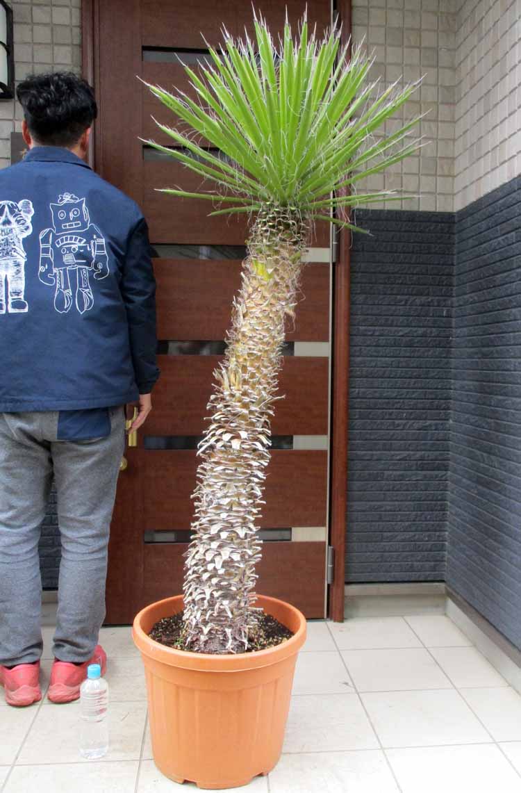 楽天市場】【現品】ユッカ フィリフィラ 12号【産直】 : 千草園芸