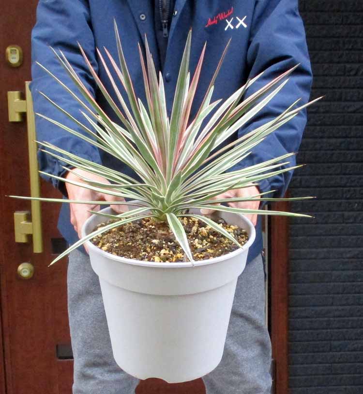 楽天市場】ユッカ アロイフォリア バリエガータ（斑入り） 5号ポット