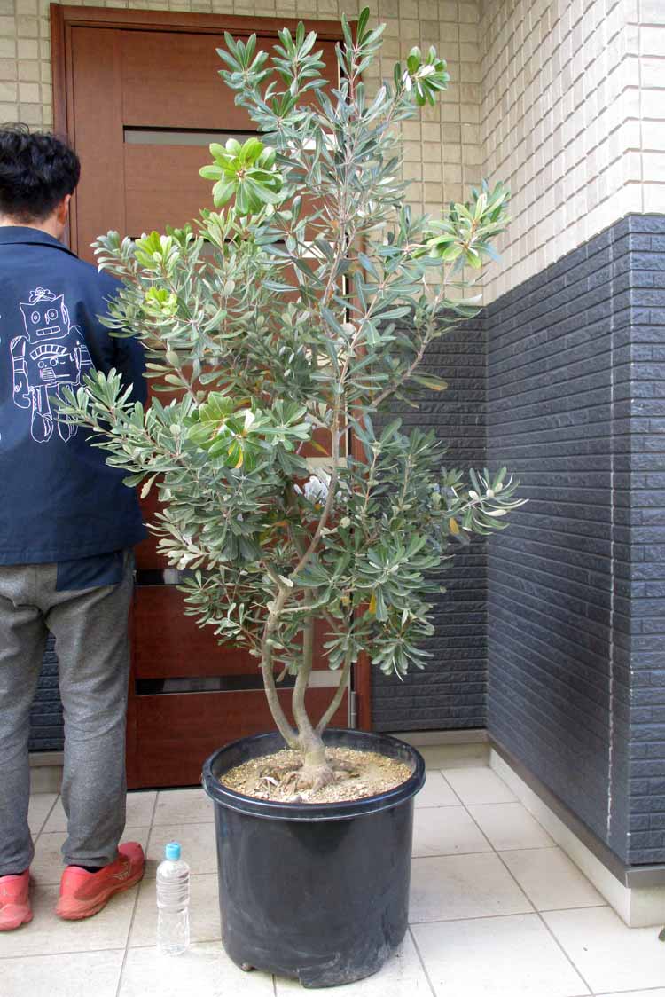 【現品】矮性　キンポウジュ・カリステモン・リトルジョン（金宝樹）15号　A17番 現品】矮性 キンポウジュ・カリステモン・リトルジョン（金宝樹）15号