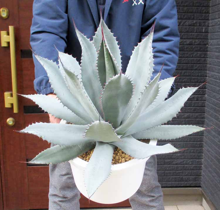 楽天市場】NEW!【現品・現物】鉢割れあり アガベ 怒雷神錦（イカリ