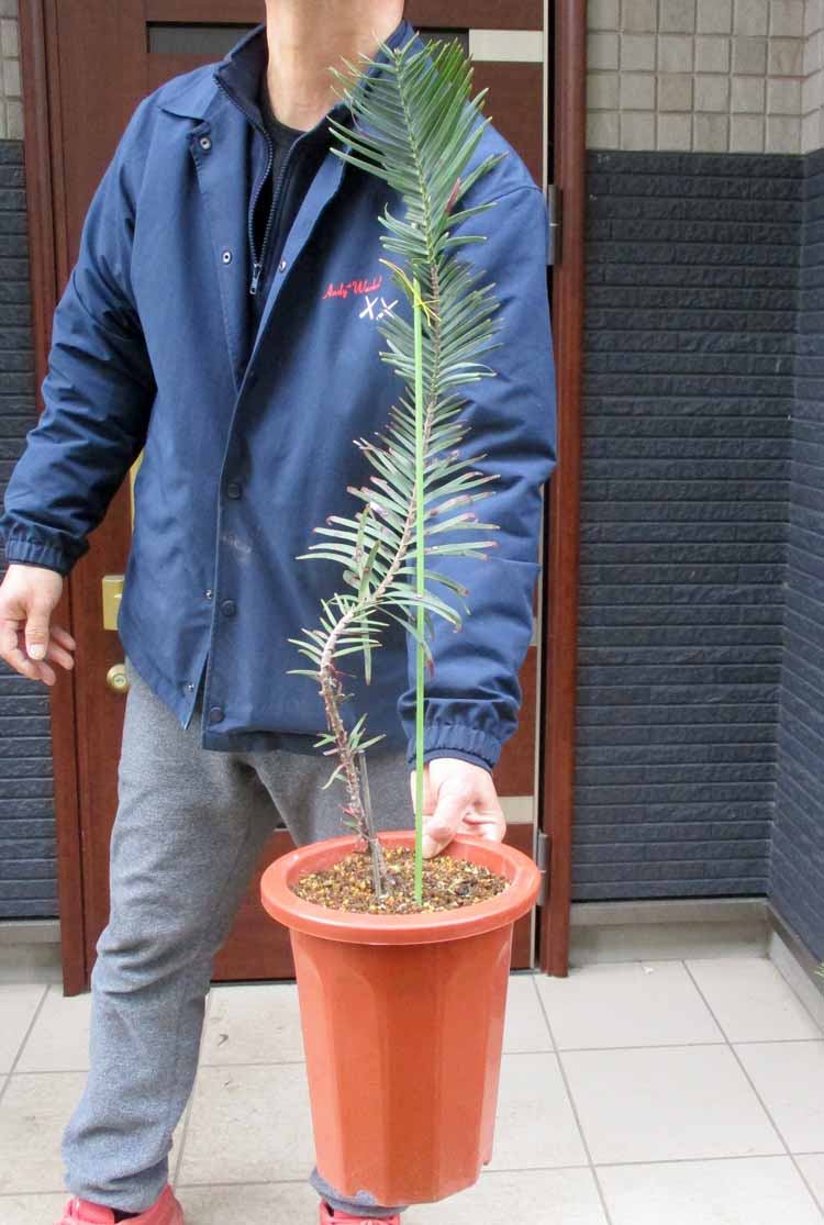 【現品】チャメロプス・フミリス・セリフェラ/シルバーリーフ　9号　ｐ５番 楽天市場】【現品・現物】【耐寒性ヤシ 椰子】チャメロプス・フミリス