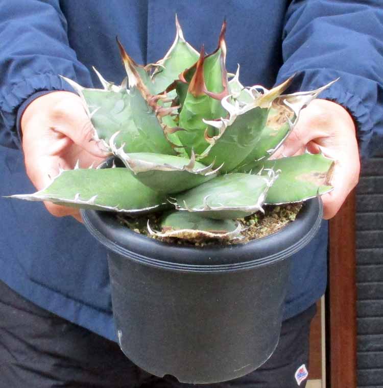 アガベ チタノタ オアハカ Agave titanota Oaxaca 19 アガベ チタノタ オアハカ Agave titanota Oaxaca 19 | Mellow