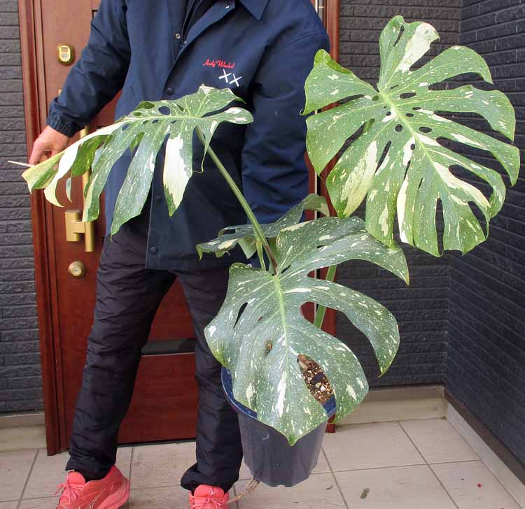 楽天市場】【現品・現物】ダシリリオン・ミキワネンシス 大株 12号 5F