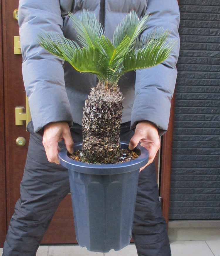 楽天市場】【一点物】 ソテツ 蘇鉄 株立ち極太い株 樹形きれい 子株