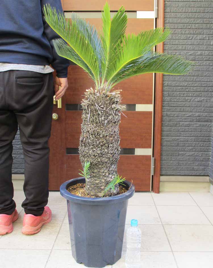 楽天市場】【現品発送】奄美姫蘇鉄(アマミヒメソテツ) 大株 苗木 12号