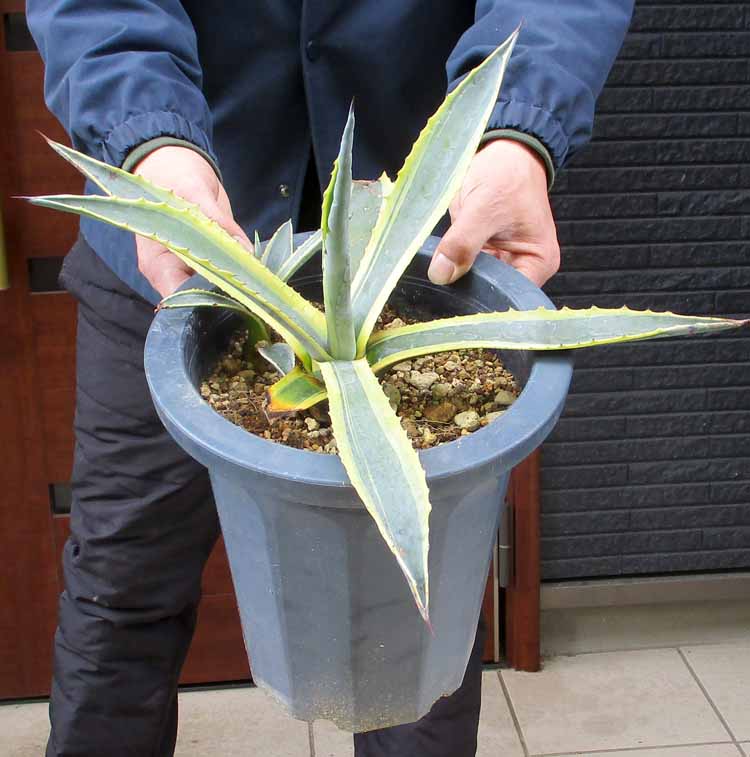 楽天市場】【現品発送】アガベ 華厳 (アガベ アメリカーナメディア