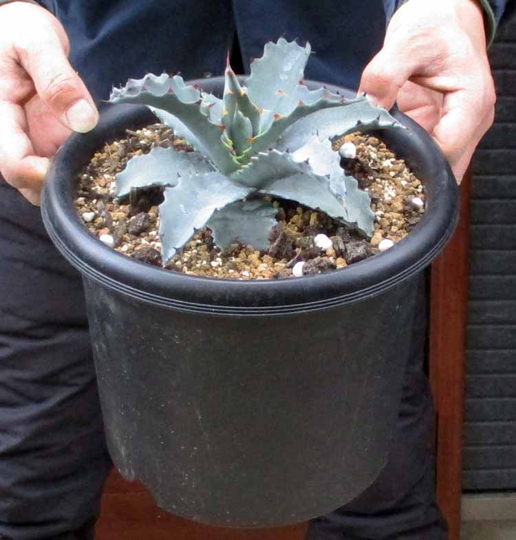 楽天市場】【現品・現物】アガベ・ジェントリー・ジョウズ（ジョーズ