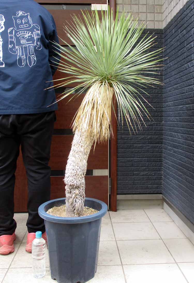 楽天市場】【現品・現物】幹が激太！ユッカ・ファクソニアーナ yucca