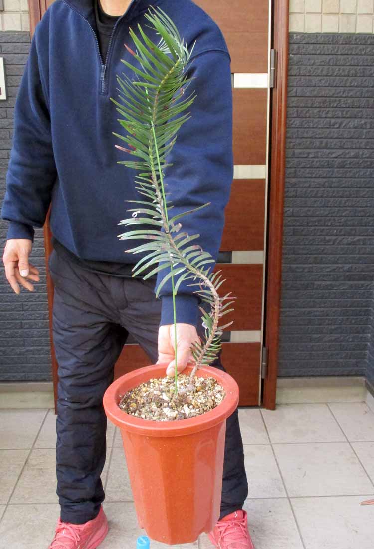 楽天市場】【現品・現物】ブリガミア・インシグニス Brighamia