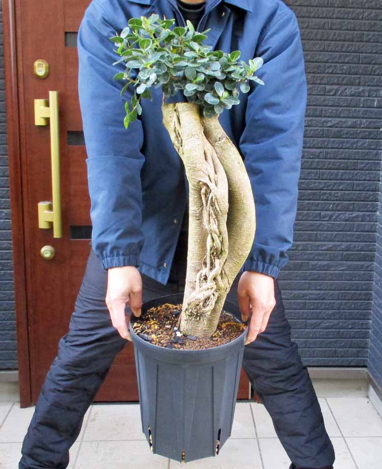 楽天市場】【現品・現物】発根済 ユッカ・リネアリフォリア - yucca