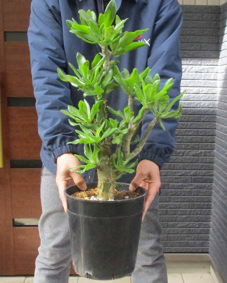 楽天市場】【現品・現物】チャメロプス フミリス ボルケーノ