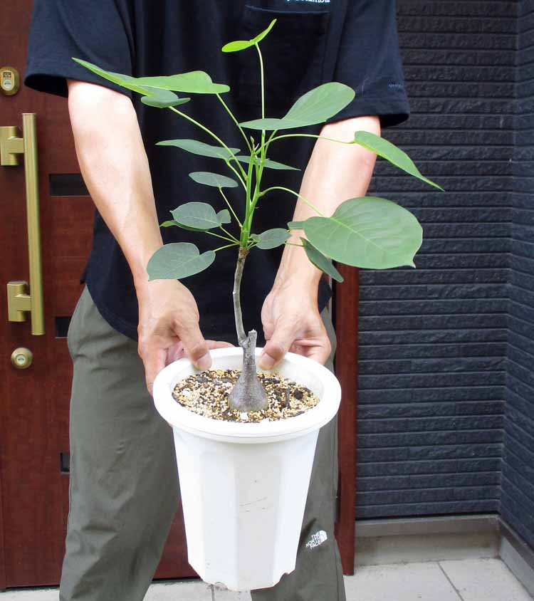 楽天市場】発根済み 幹が大変太いです【現品・現物】ダブルヘッド 通称